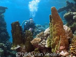 Anel amongst hard coral formations taken in Nabq Park wit... by Nikki Van Veelen 